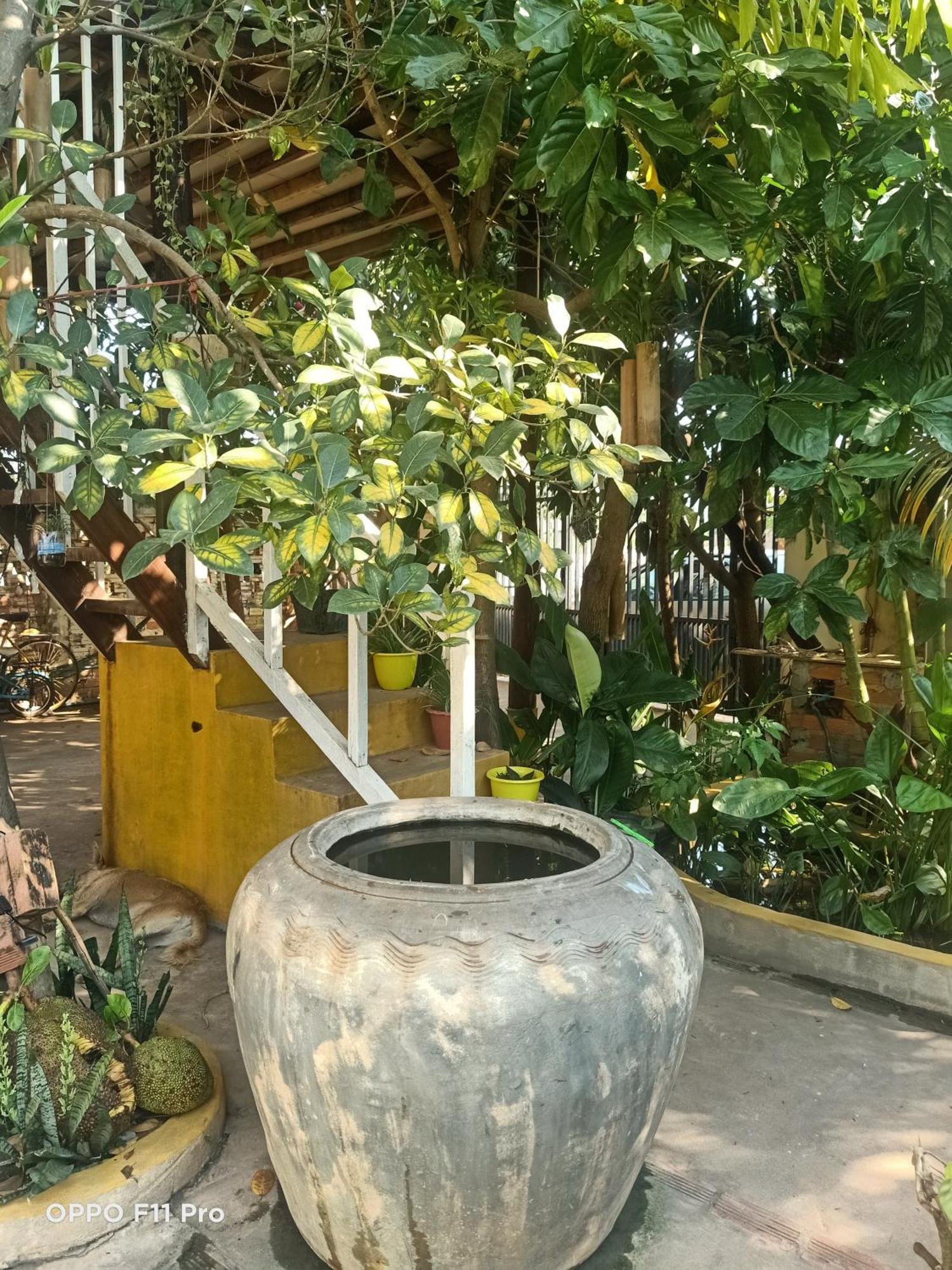 Homestay Yellow Natural House Siem Reap Exterior foto